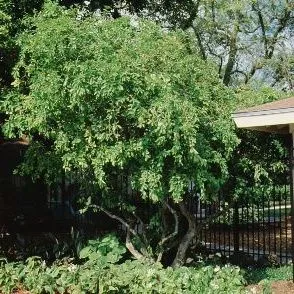 thumbnail for publication: Malpighia glabra Barbados Cherry, Wild Crapemyrtle